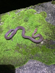 Hebius craspedogaster