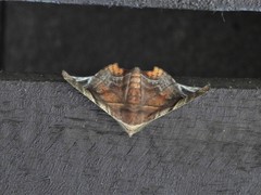 Episparis tortuosalis