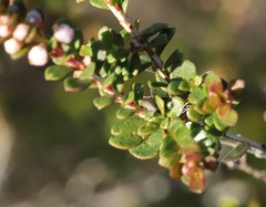 Thryptomene saxicola