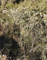 Thryptomene saxicola
