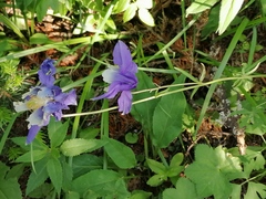 Aquilegia jucunda
