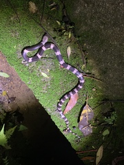 Lycodon futsingensis