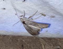 Oncocnemidinae