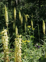 Pedicularis proboscidea