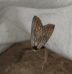 Oncocnemidinae