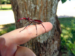 Lucanus elaphus
