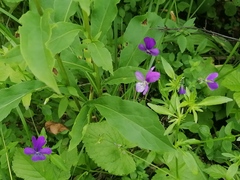 Viola disjuncta