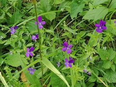 Viola disjuncta