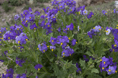 Solanum paposanum