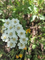 Achillea ledebourii