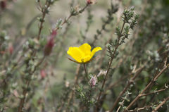 Balbisia microphylla
