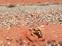 Moloch horridus