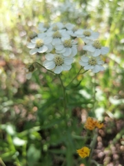 Achillea ledebourii
