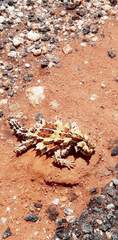 Moloch horridus