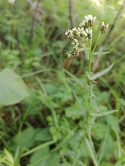 Achillea ledebourii