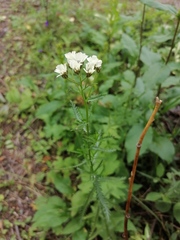 Achillea ledebourii