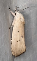 Cryptophasa balteata