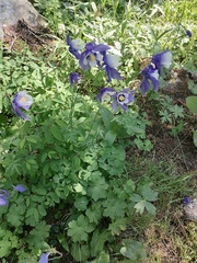 Aquilegia jucunda