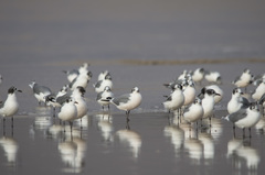 Leucophaeus pipixcan