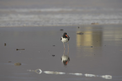 Haematopus palliatus