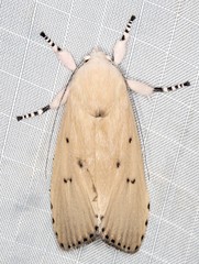 Cryptophasa balteata