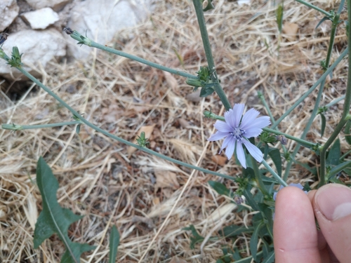 čakanka obyčajná (Cichorium intybus)