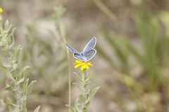 Plebejus melissa