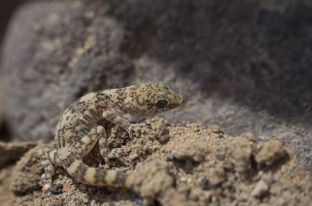 South American Leaf-Toed Gecko