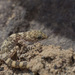 Phyllodactylus gerrhopygus - Photo (c) Jorge Herreros de Lartundo,  זכויות יוצרים חלקיות (CC BY-NC), הועלה על ידי Jorge Herreros de Lartundo