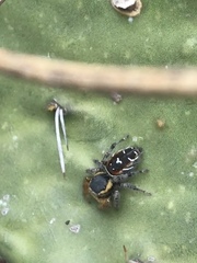 Phidippus cruentus