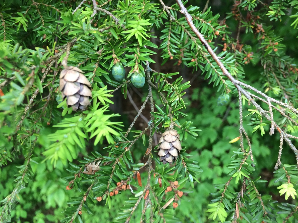 Eastern Hemlock Tsuga Canadensis, 50% OFF