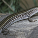 Eastern Striped Skink - Photo (c) jimijames, some rights reserved (CC BY-NC)