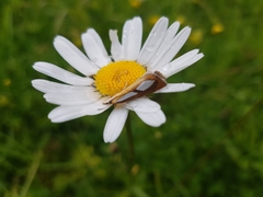 Catoptria conchella