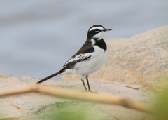 Mekong Wagtail photo 1