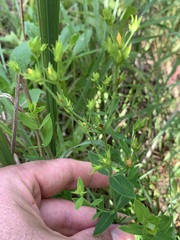 Hypericum virgatum