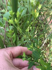 Hypericum virgatum