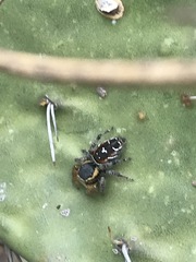 Phidippus cruentus