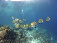 Platax boersii
