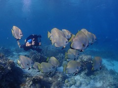 Platax boersii