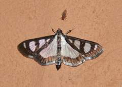 Glyphodes quadrimaculalis