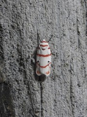 Cyana perornata