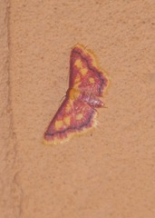 Idaea muricata