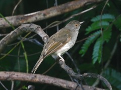 Rubigula erythropthalmos