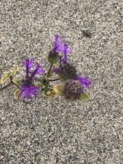 Monardella sinuata nigrescens