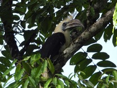 Berenicornis comatus