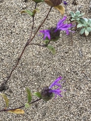 Monardella sinuata nigrescens