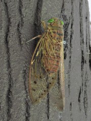 Megapomponia pendleburyi