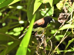 Lonchura leucogastra