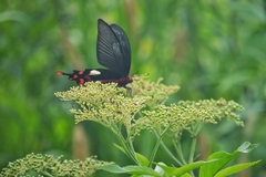 Byasa polyeuctes termessus