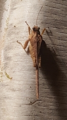 Danielatettix caudatus